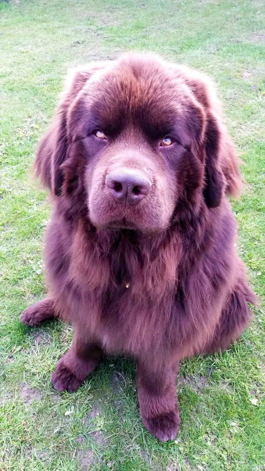 Newfoundlænder Baune, Newetta's Knockout in Brown billede 18