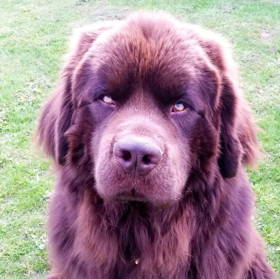 Newfoundlænder Baune, Newetta's Knockout in Brown billede 19