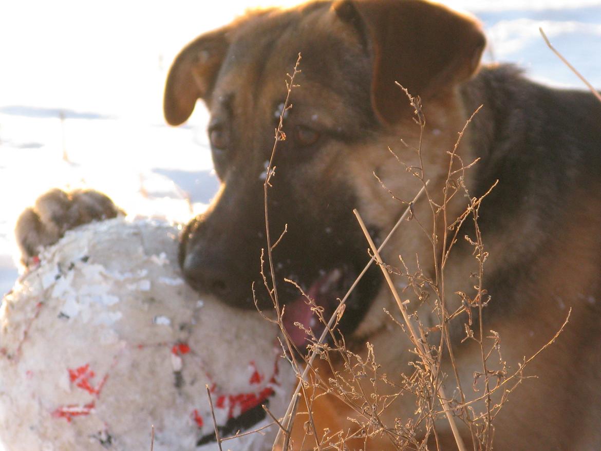 Schæferhund Luka - Bolden er vist lige lidt stor!:o billede 7