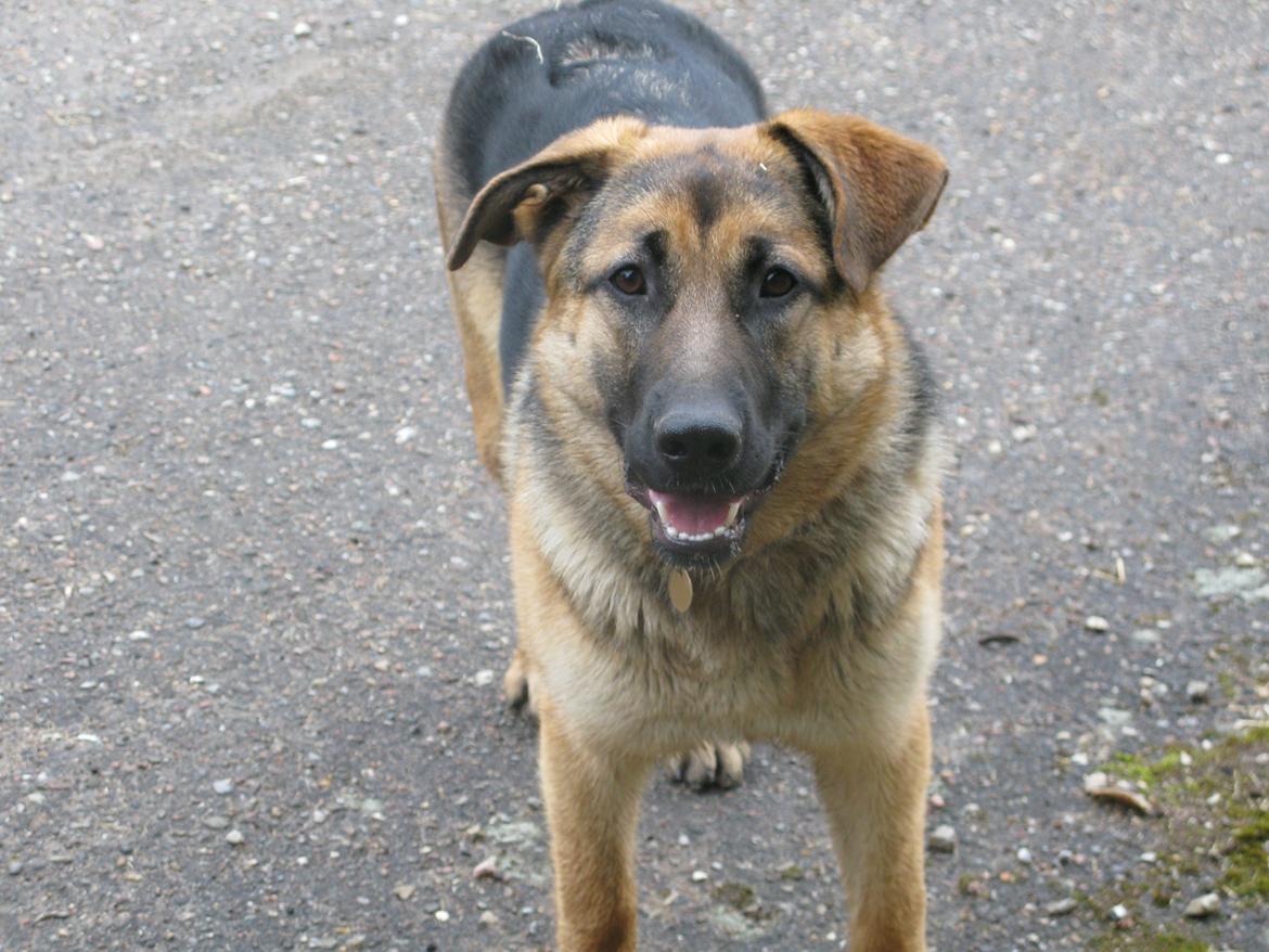 Schæferhund Luka - Sagde du noget?:) billede 8