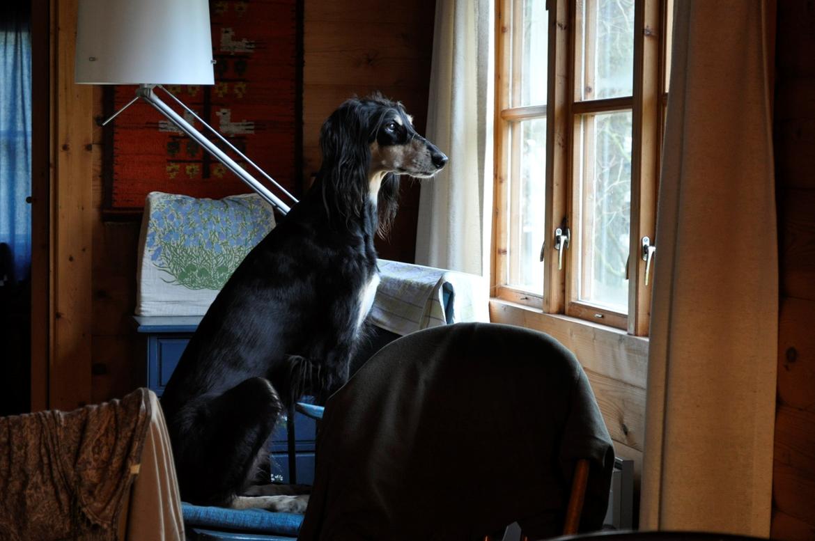 Saluki Kirman Arania billede 38