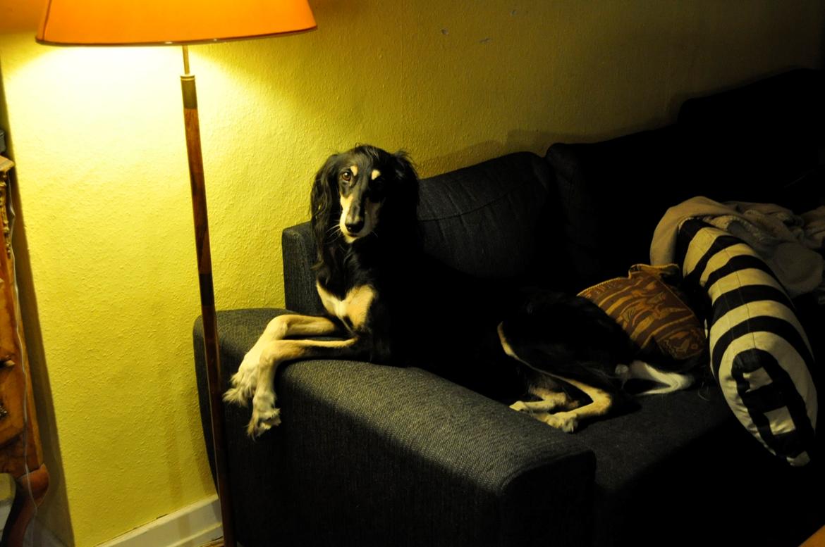 Saluki Kirman Arania billede 29