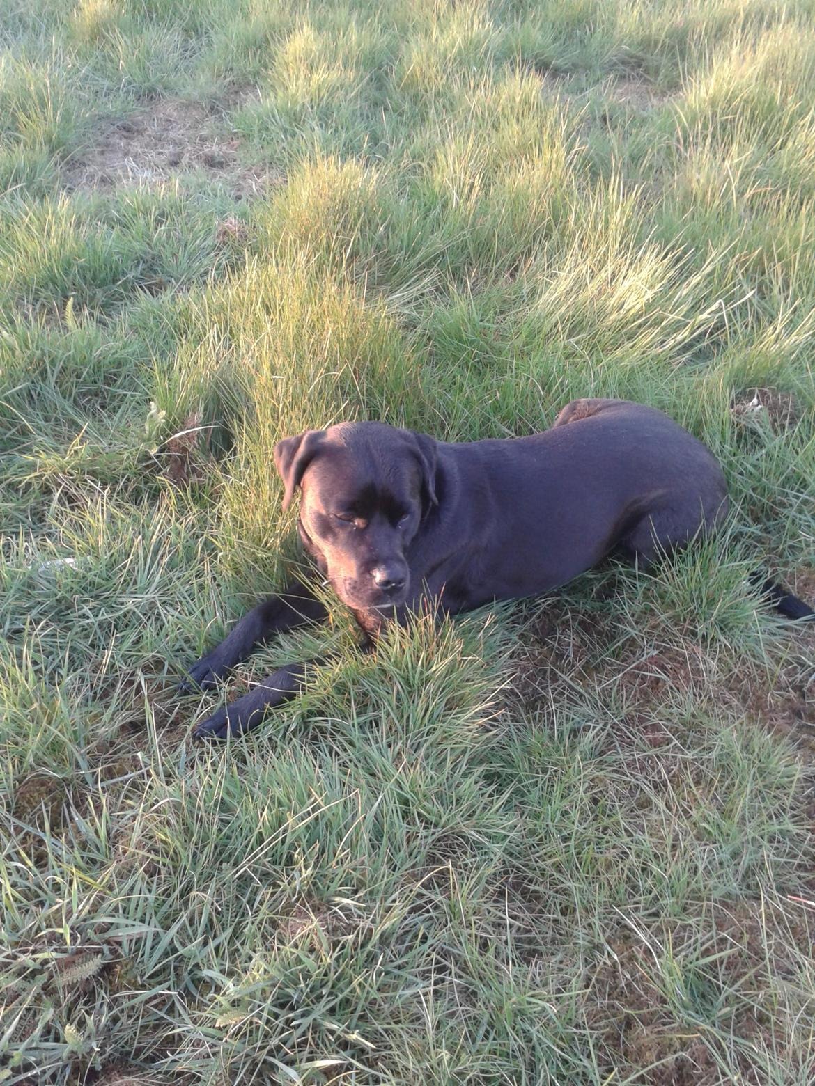 Blanding af racer chica billede 27