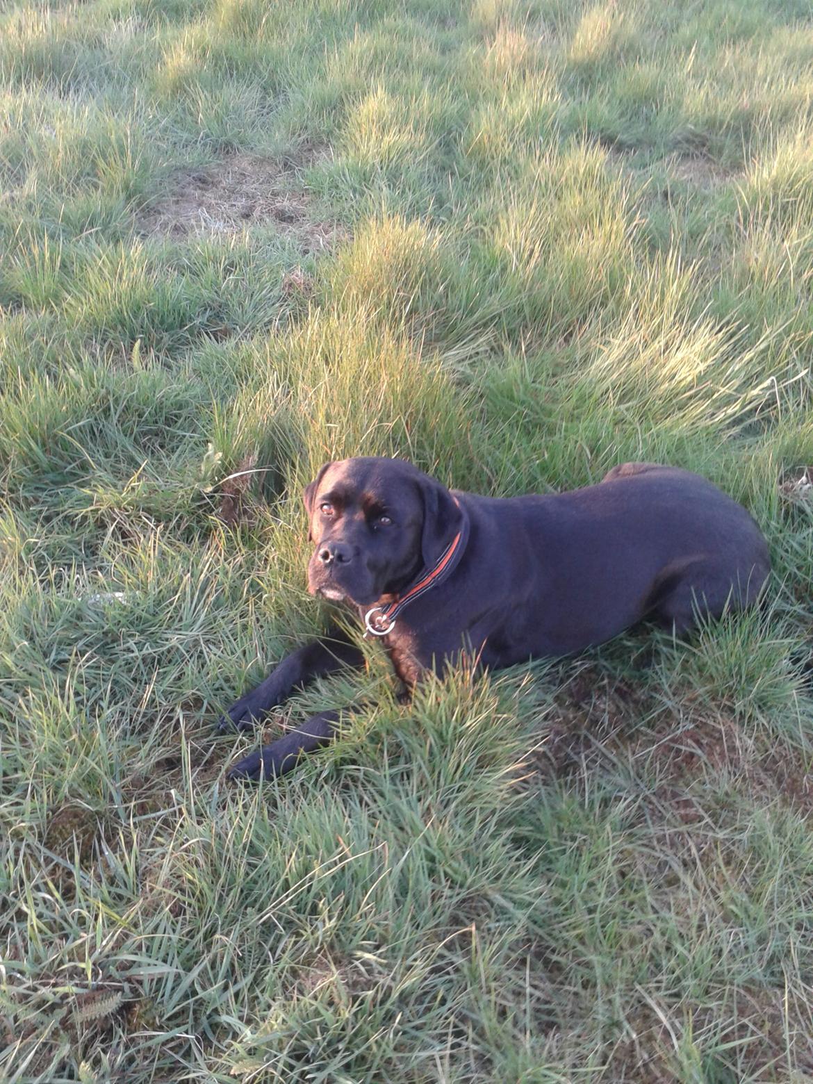 Blanding af racer chica billede 28