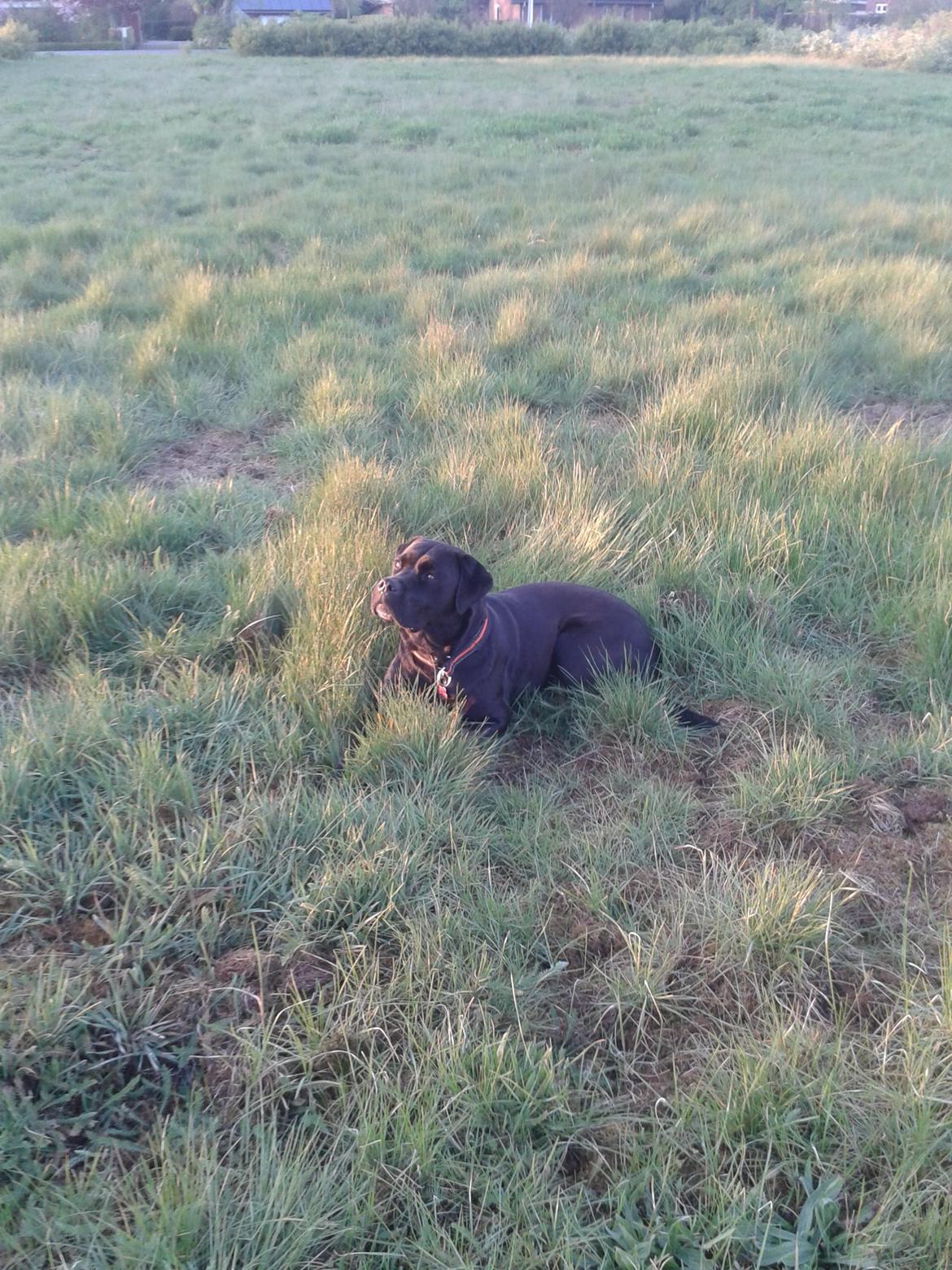 Blanding af racer chica billede 29