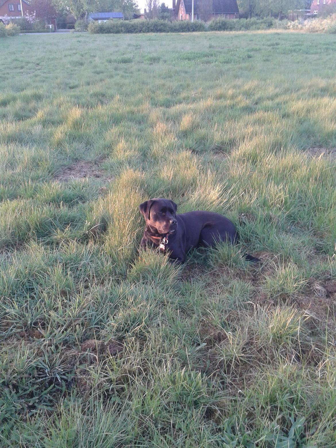 Blanding af racer chica billede 30