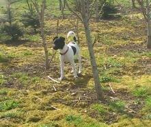 Dansk svensk gaardhund Frida billede 3