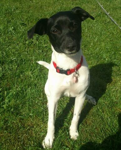 Dansk svensk gaardhund Frida billede 4