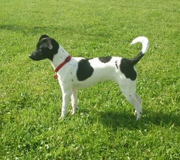 Dansk svensk gaardhund Frida billede 5