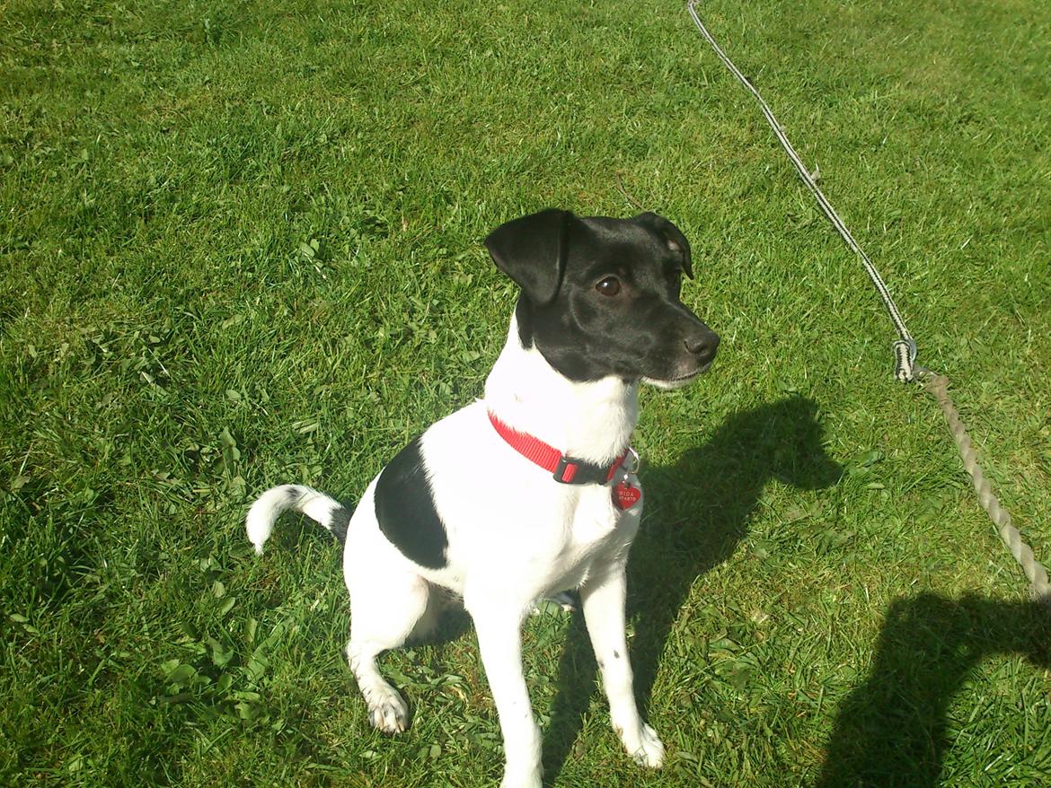 Dansk svensk gaardhund Frida billede 6