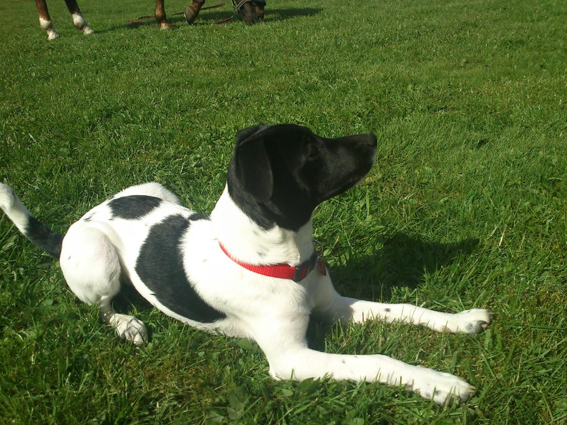 Dansk svensk gaardhund Frida billede 8