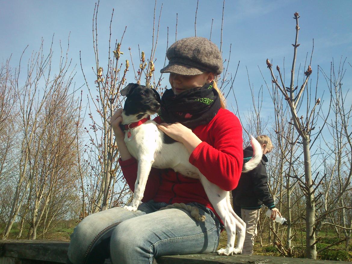 Dansk svensk gaardhund Frida billede 9