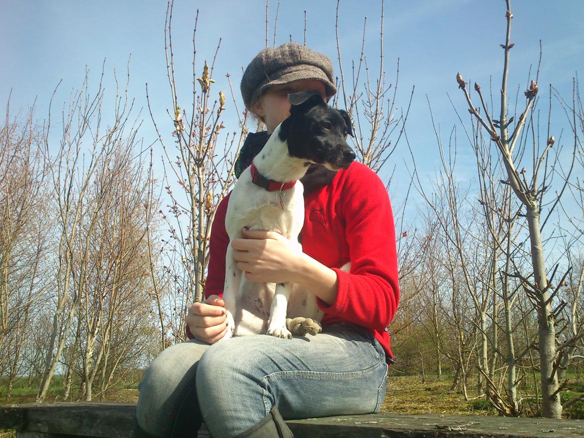 Dansk svensk gaardhund Frida billede 10