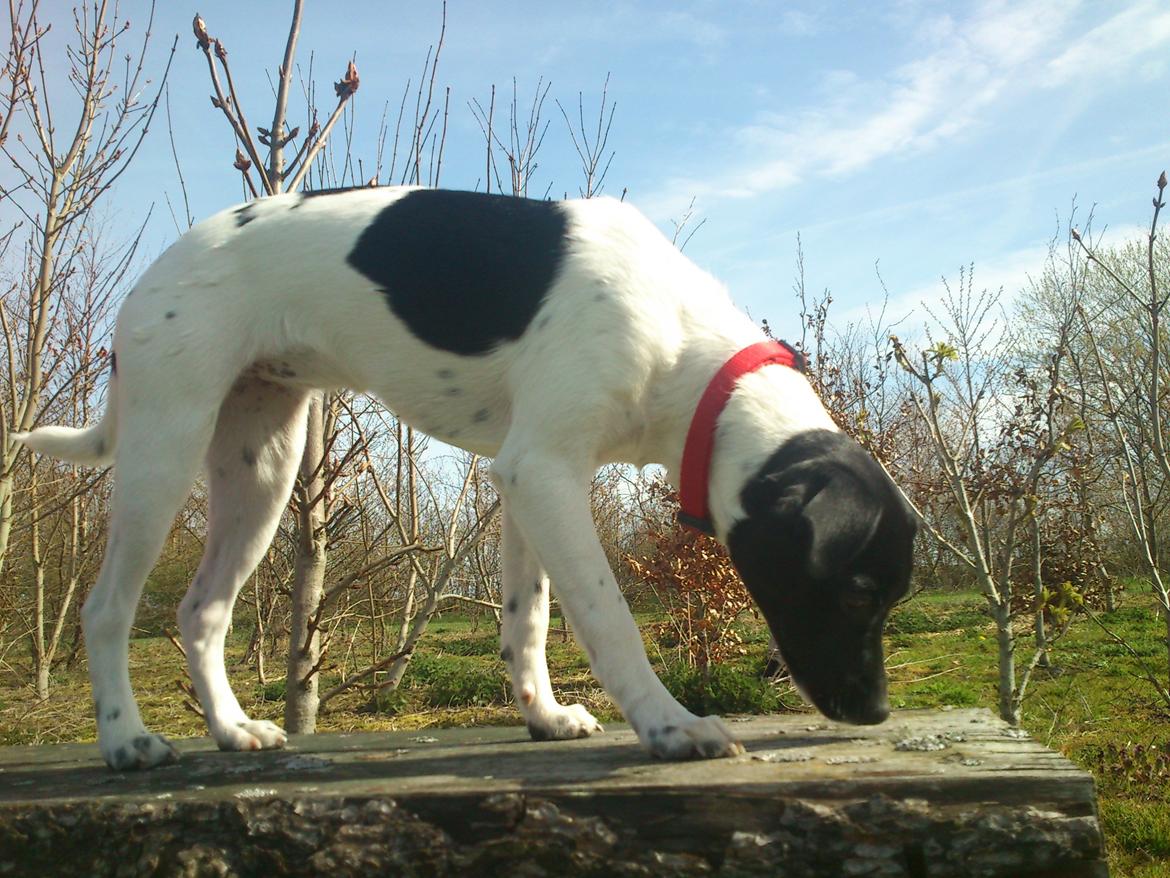 Dansk svensk gaardhund Frida billede 11