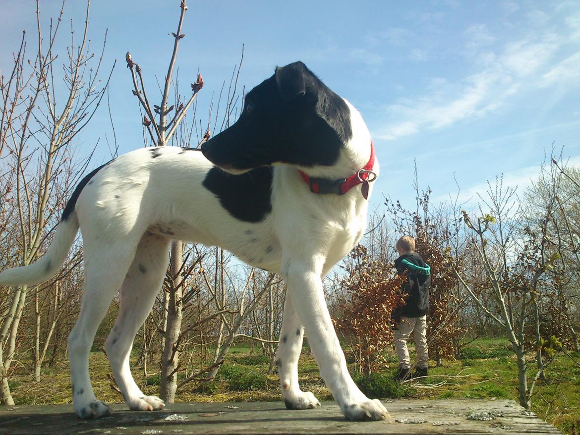 Dansk svensk gaardhund Frida billede 12