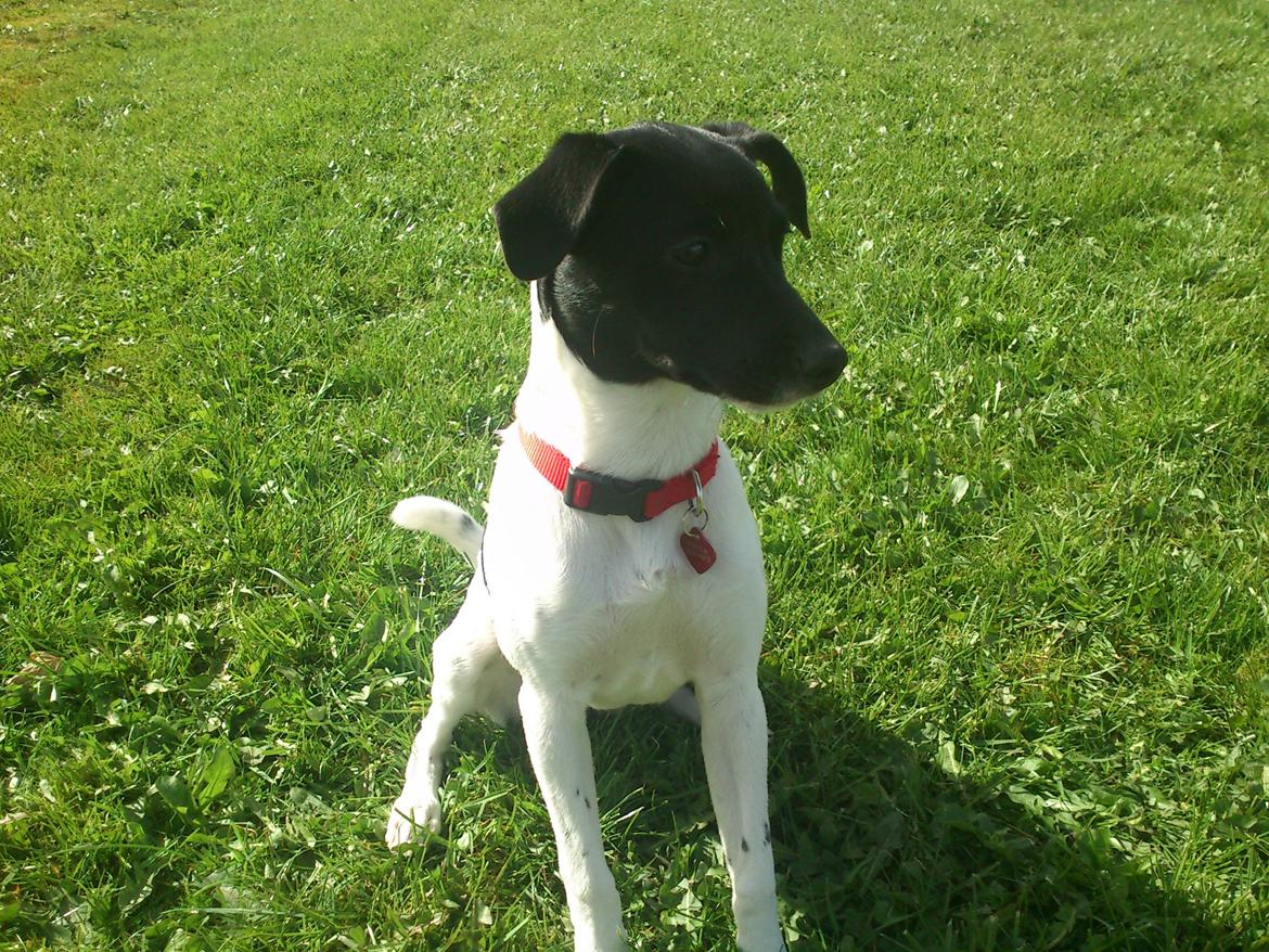 Dansk svensk gaardhund Frida billede 7