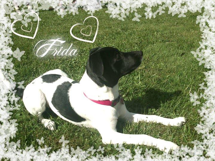 Dansk svensk gaardhund Frida billede 1