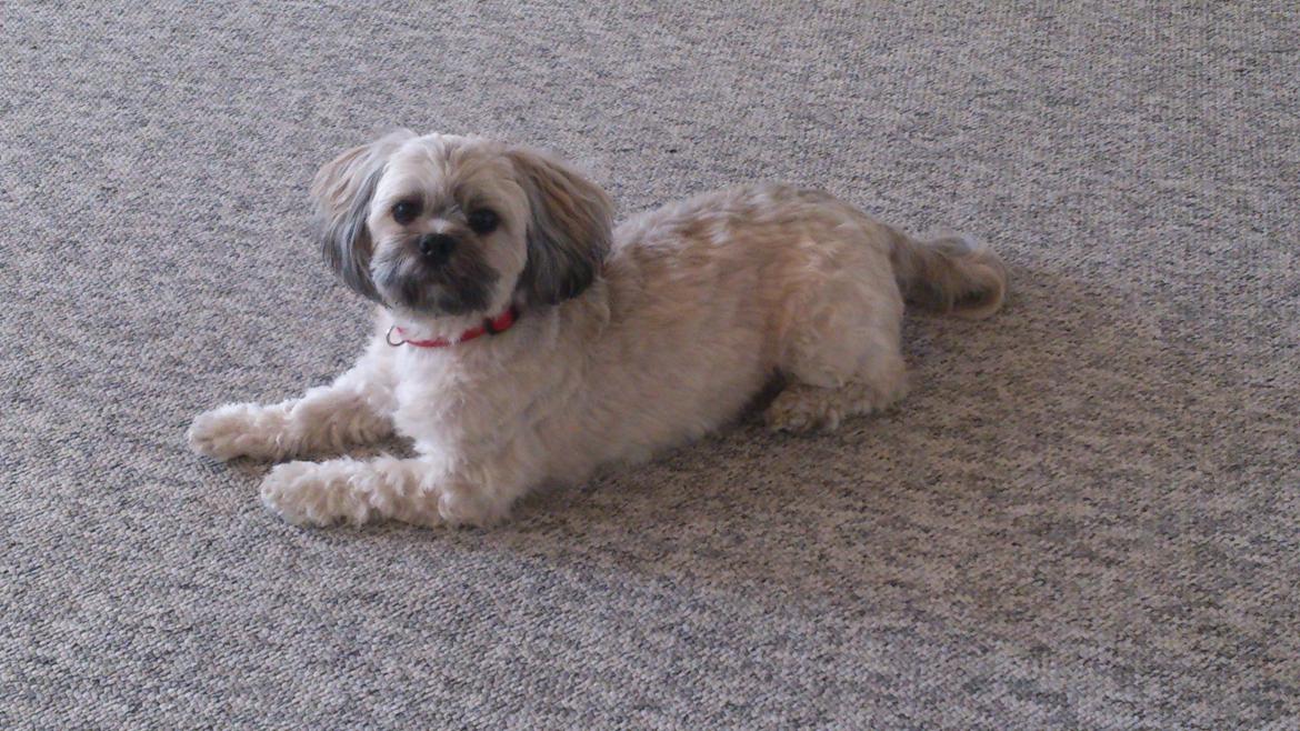 Lhasa apso Tanja billede 1