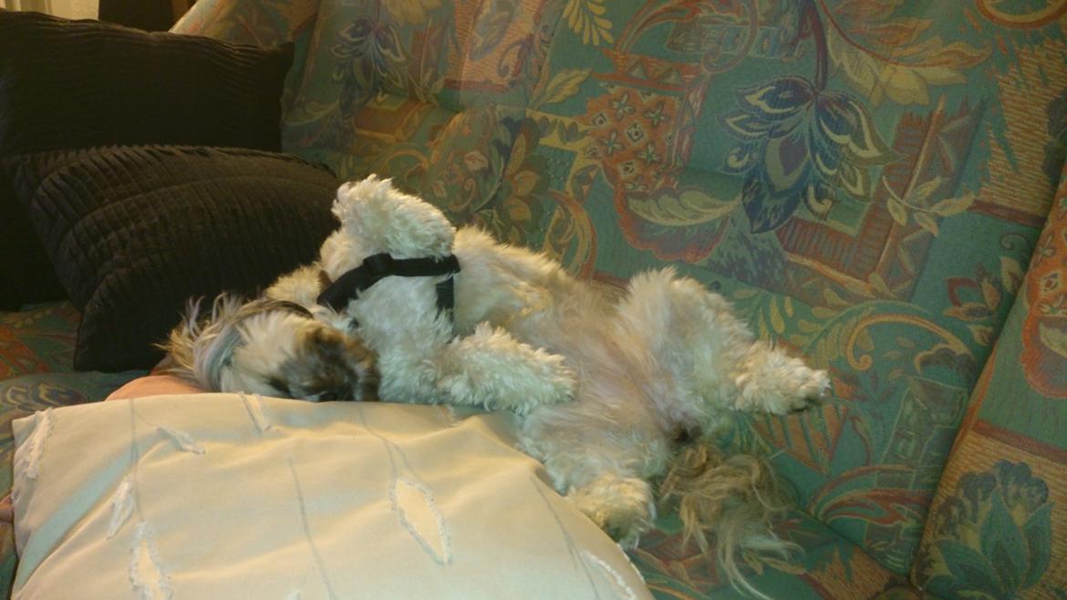 Lhasa apso Tanja billede 2