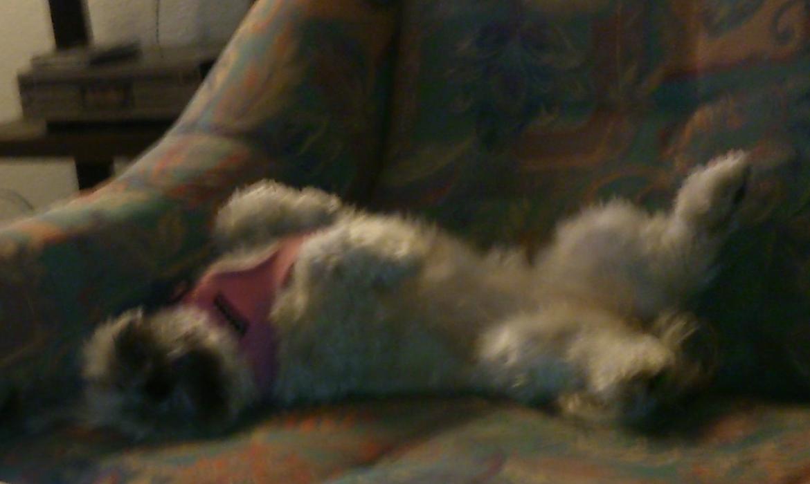 Lhasa apso Tanja billede 3