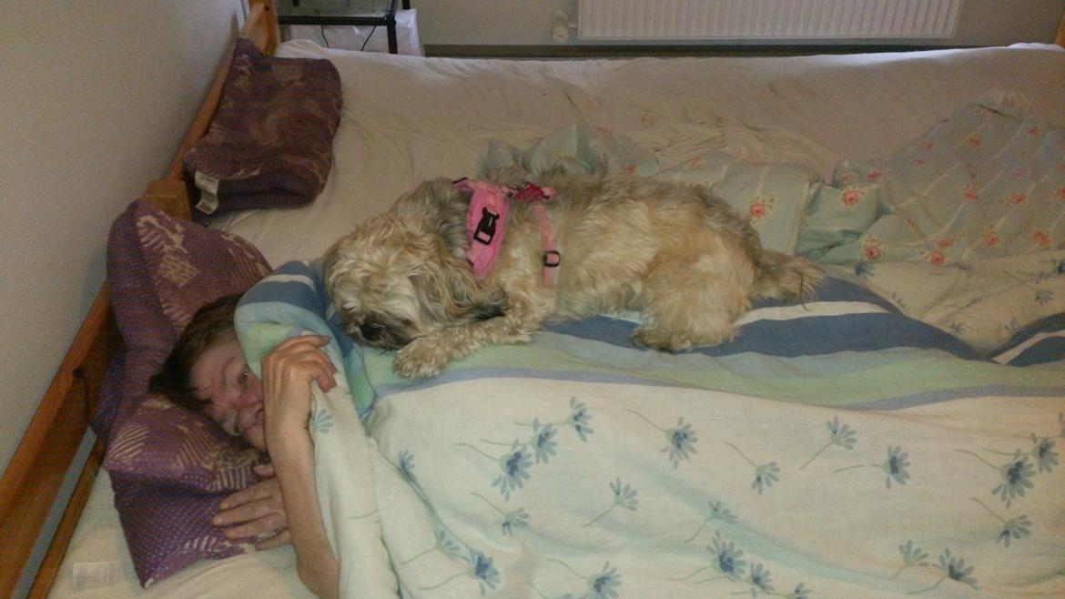 Lhasa apso Tanja billede 4