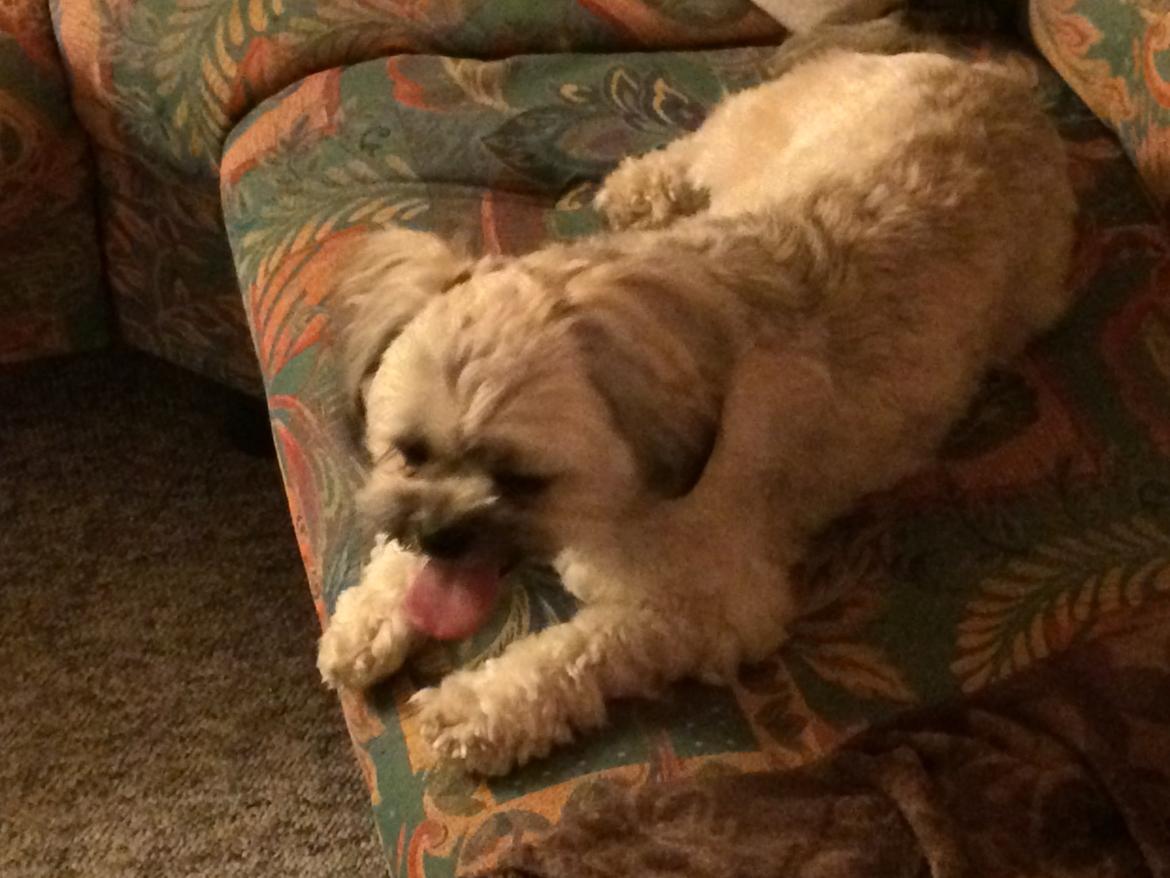 Lhasa apso Tanja billede 5