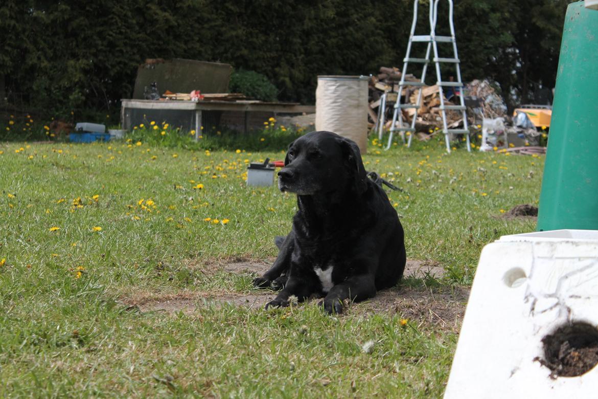 Blanding af racer Tajs billede 15