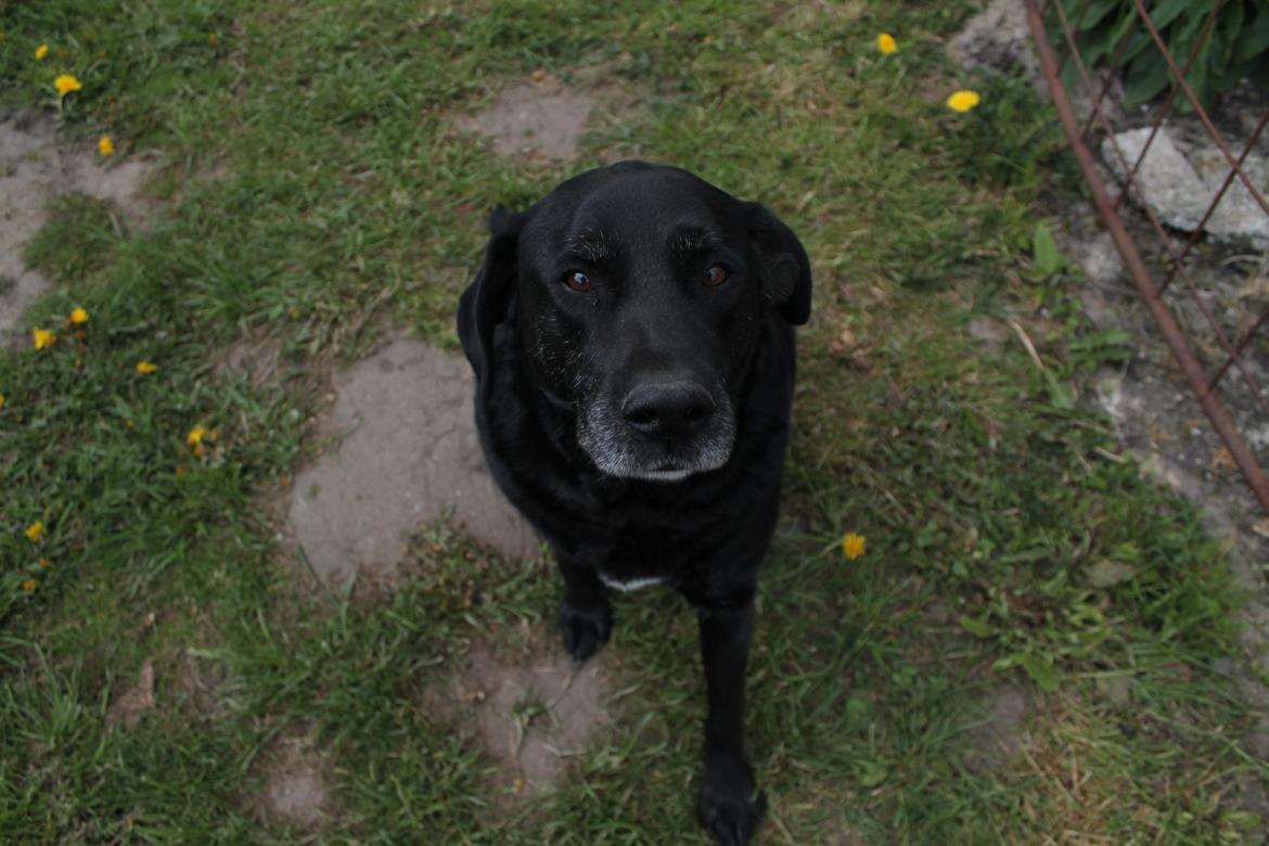 Blanding af racer Tajs billede 17