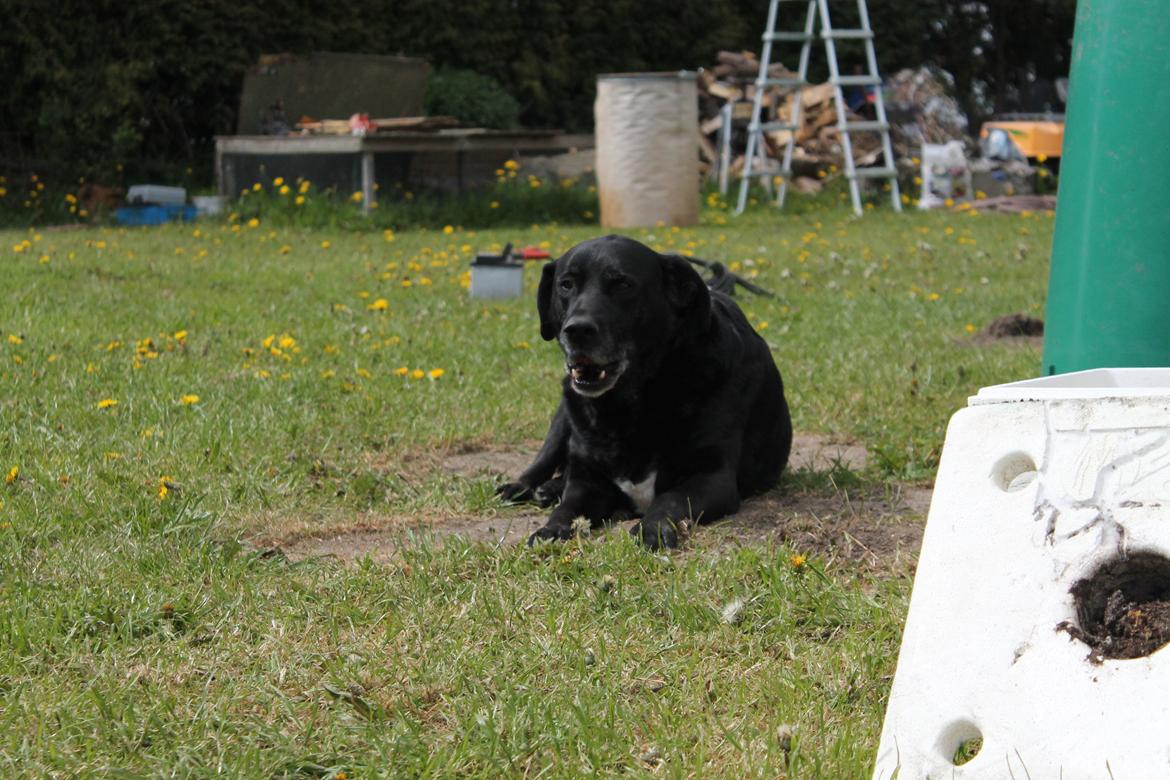 Blanding af racer Tajs billede 16