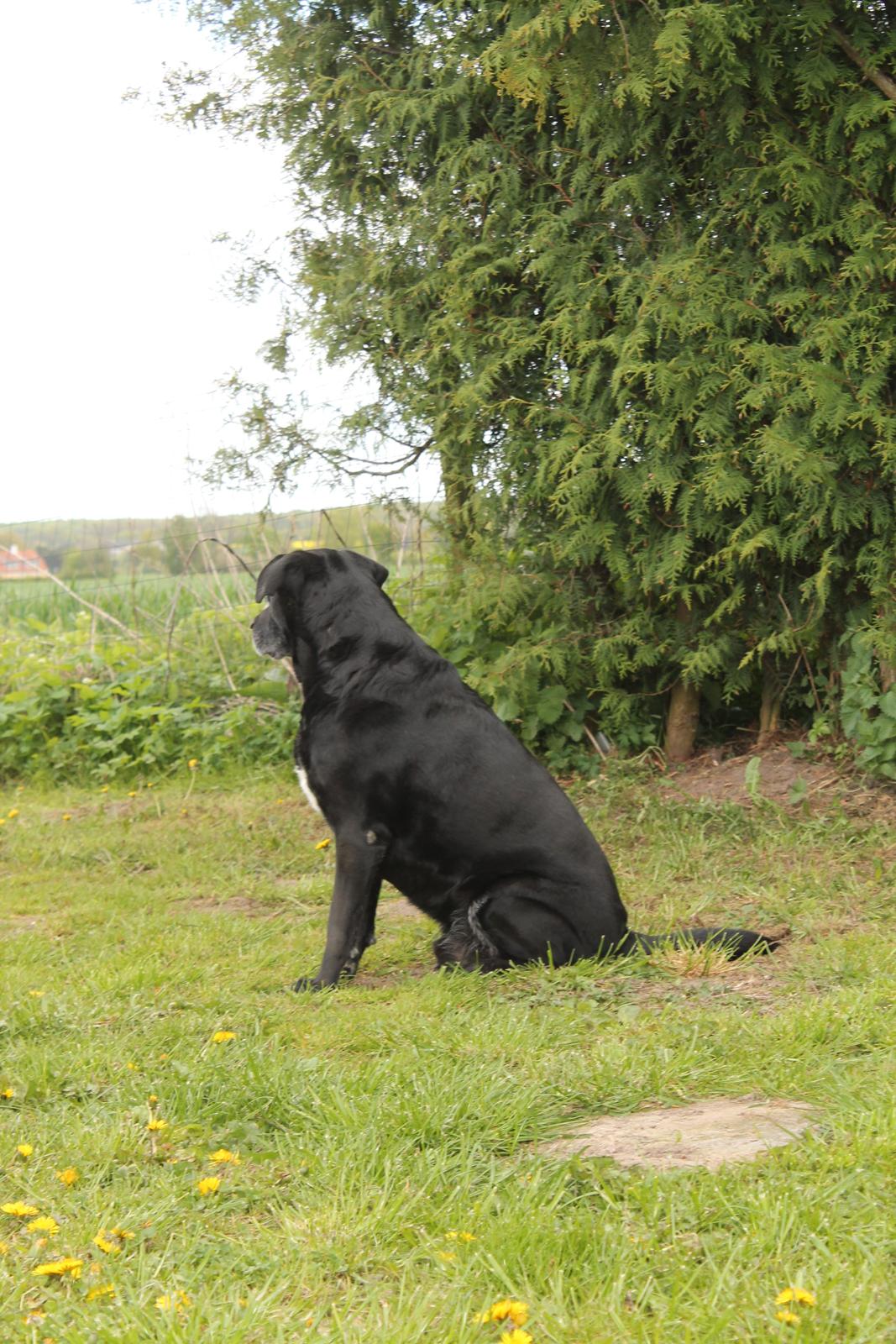 Blanding af racer Tajs billede 19