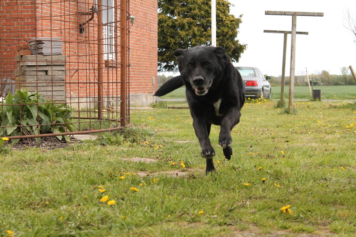 Blanding af racer Tajs billede 18