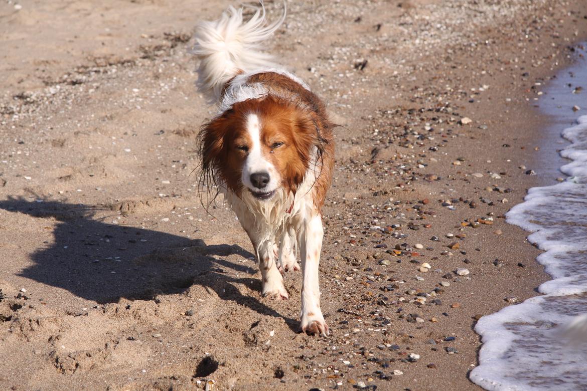 Kooikerhondje Xana billede 2