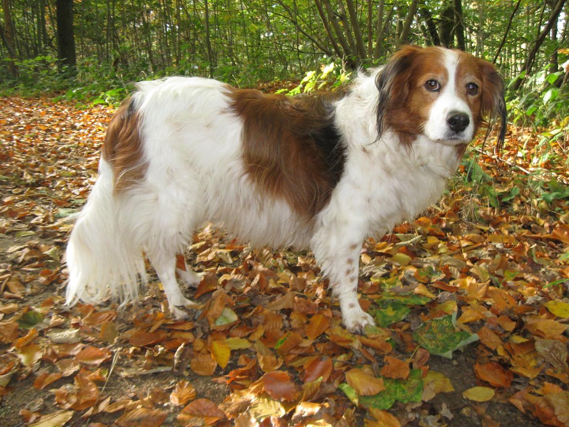 Kooikerhondje Xana billede 1