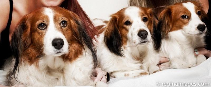 Kooikerhondje Xana billede 3