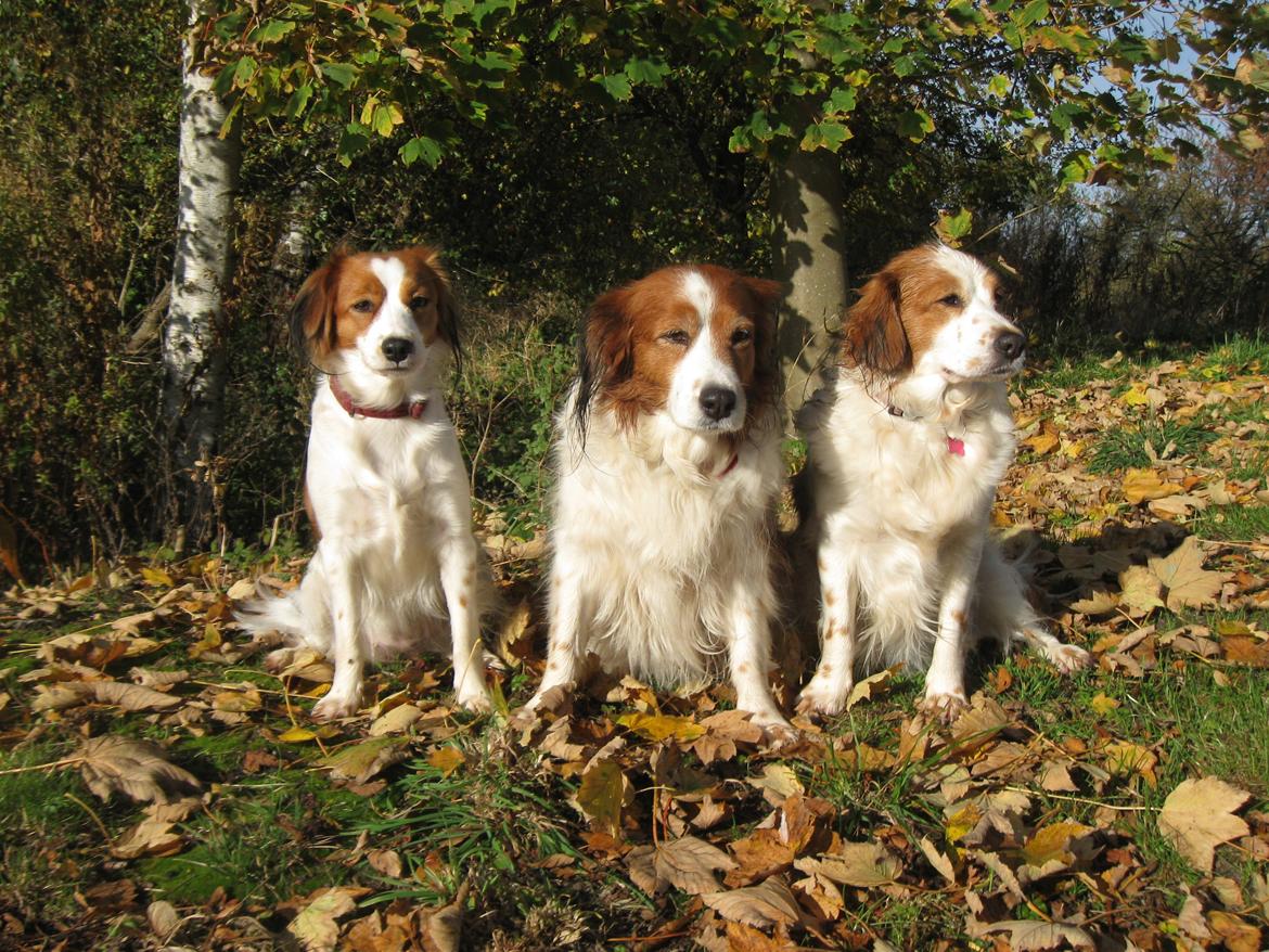 Kooikerhondje Xana billede 4