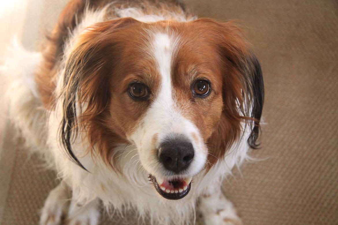 Kooikerhondje Xana billede 5
