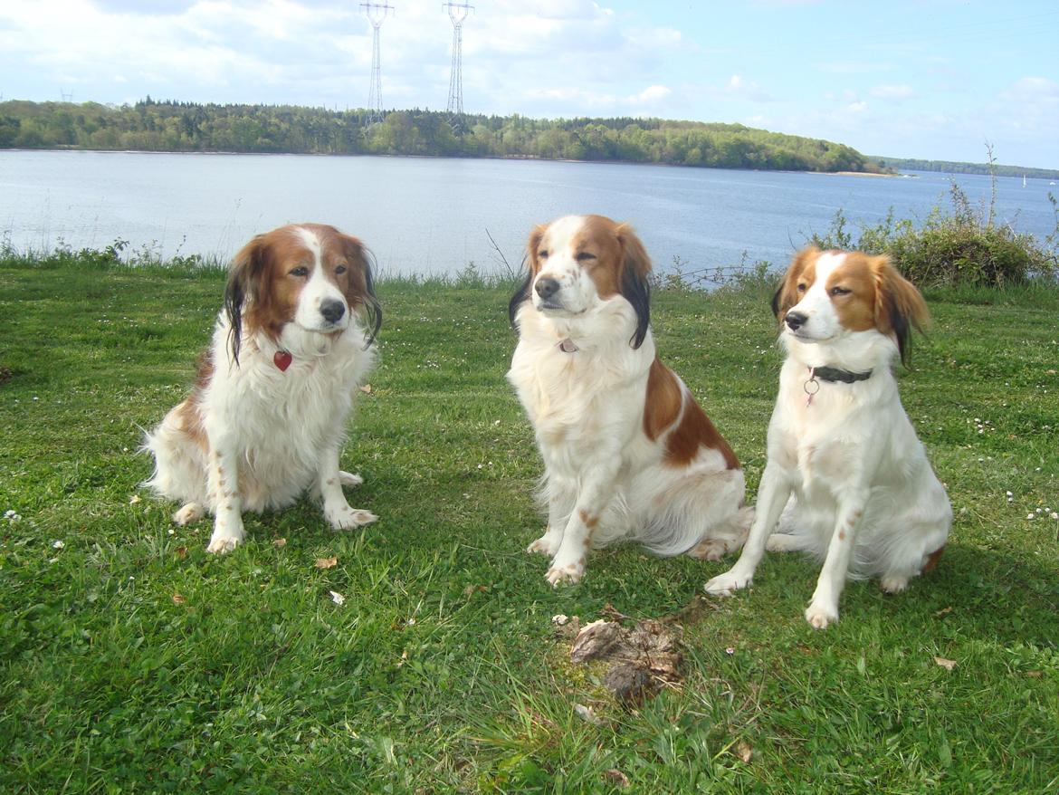Kooikerhondje Xana billede 6