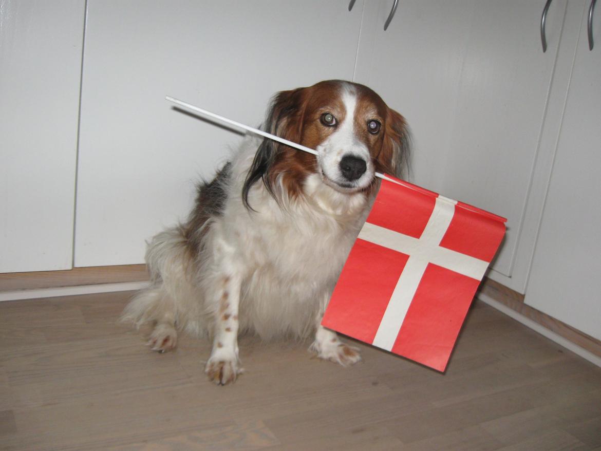 Kooikerhondje Xana billede 7