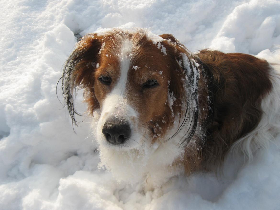 Kooikerhondje Xana billede 8