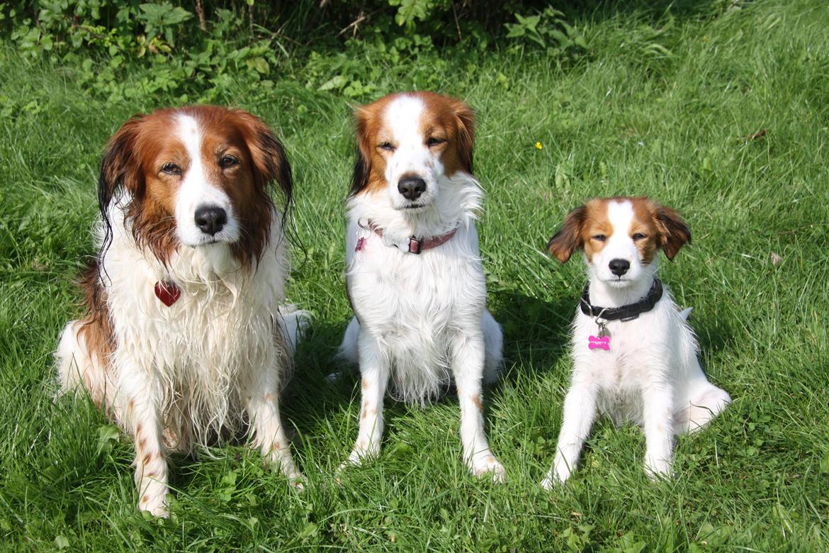Kooikerhondje Smilla - 3 genarationer: mormor Xana, mor Smilla og datter Diva billede 8