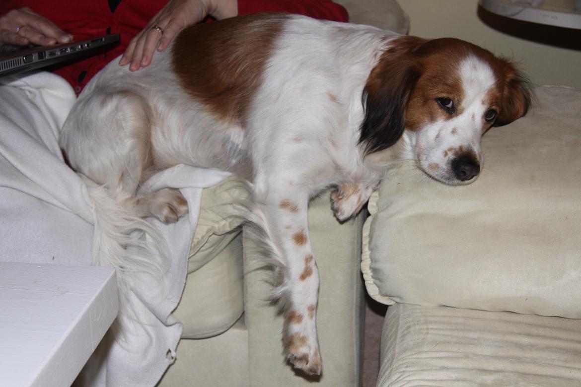 Kooikerhondje Smilla billede 3