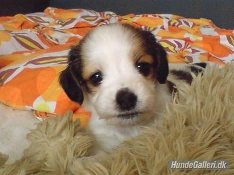 Kooikerhondje Smilla billede 2