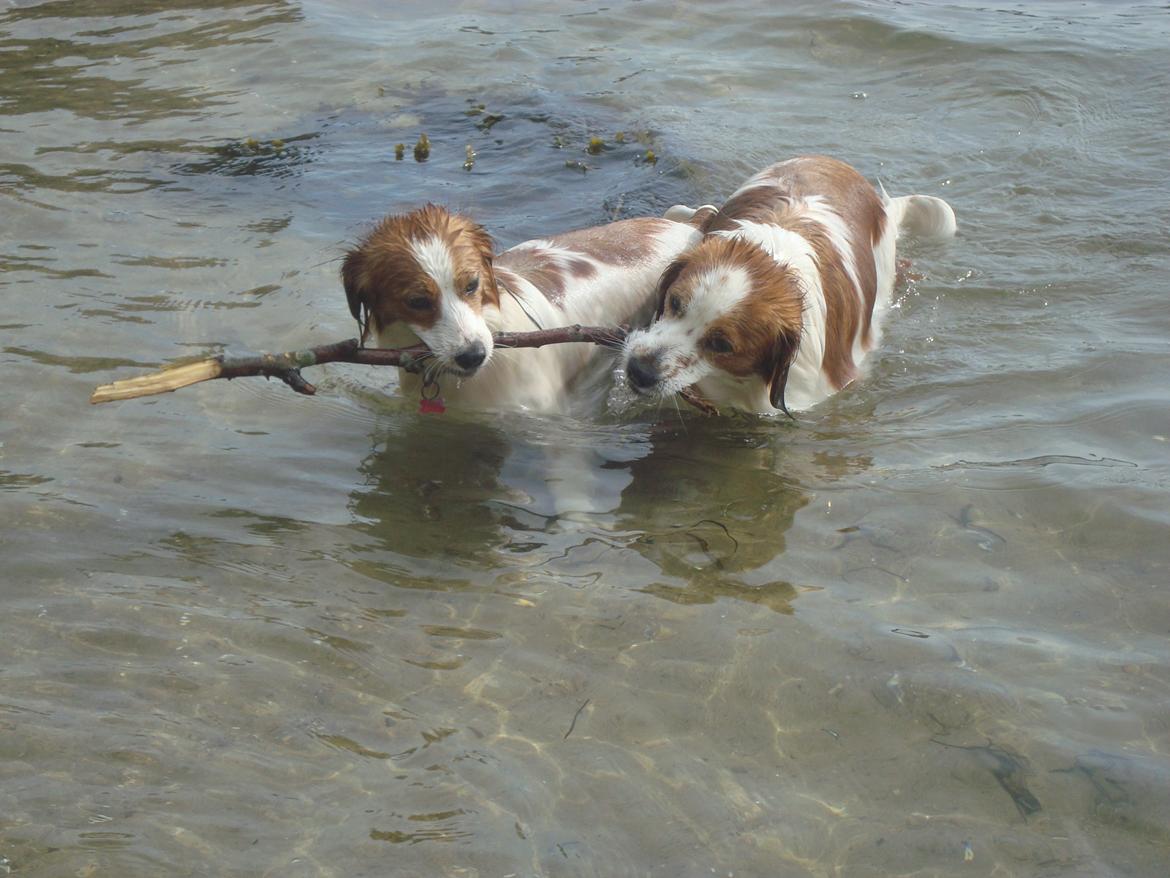 Kooikerhondje Smilla billede 5