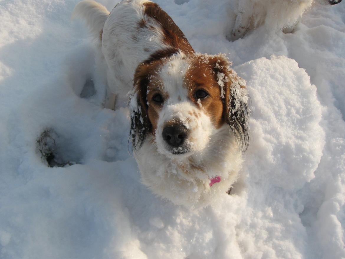 Kooikerhondje Smilla billede 6