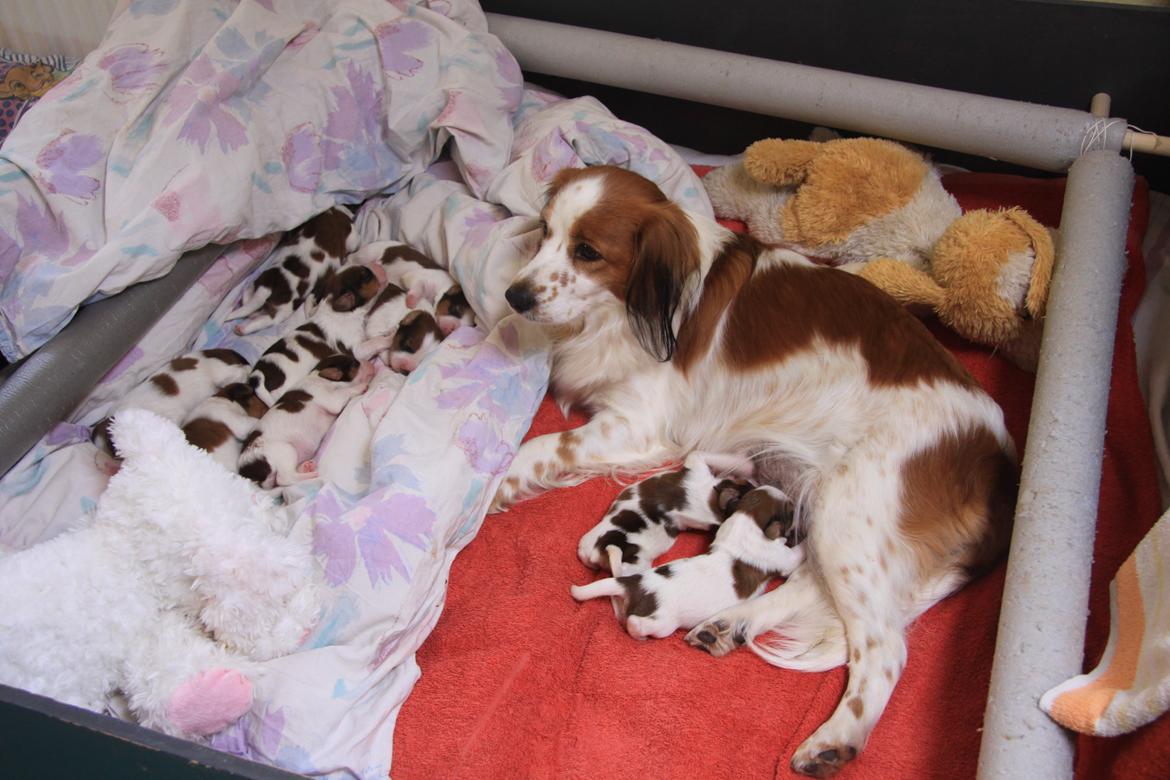 Kooikerhondje Smilla billede 7