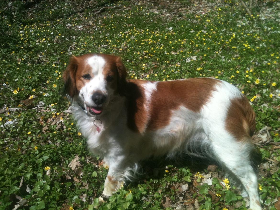 Kooikerhondje Smilla billede 1