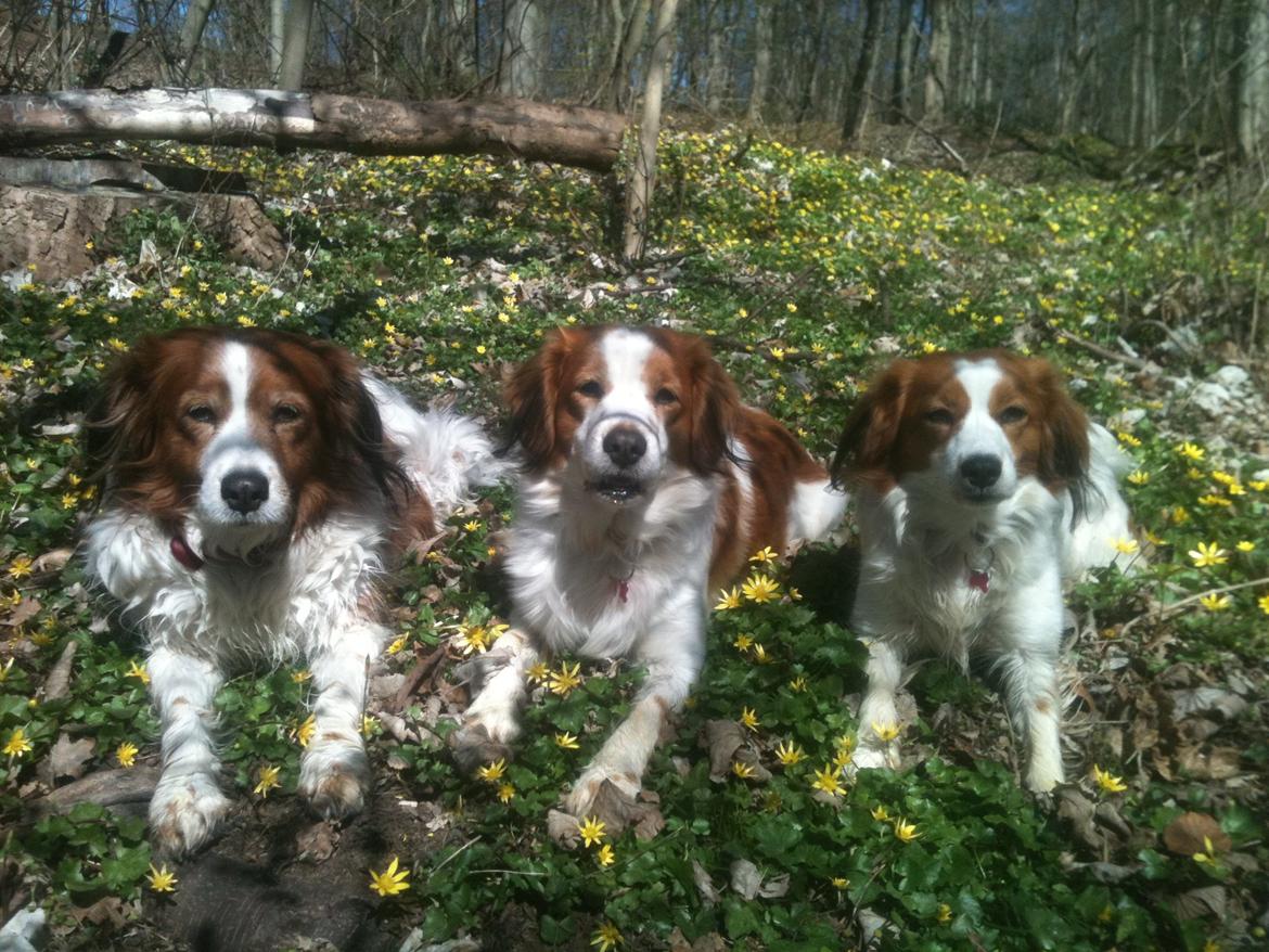 Kooikerhondje Diva billede 7