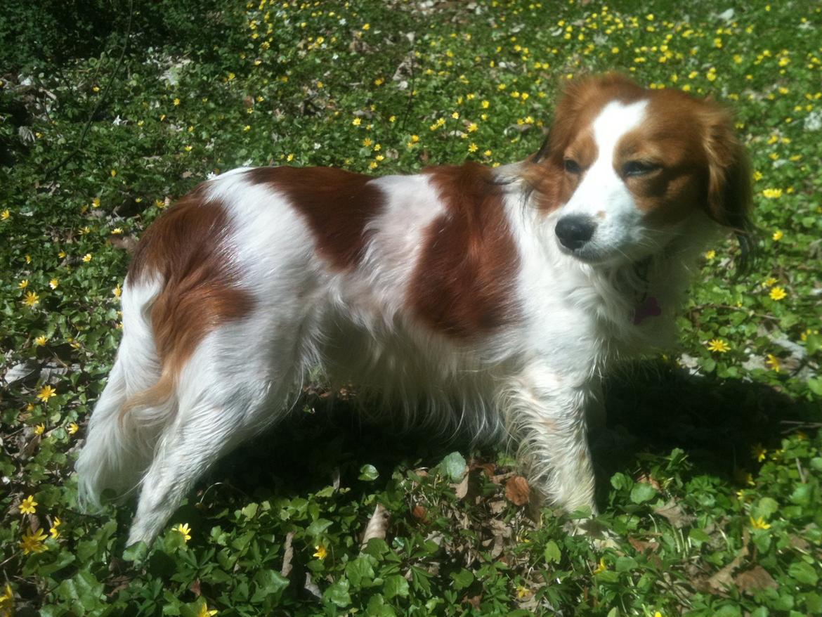 Kooikerhondje Diva billede 1