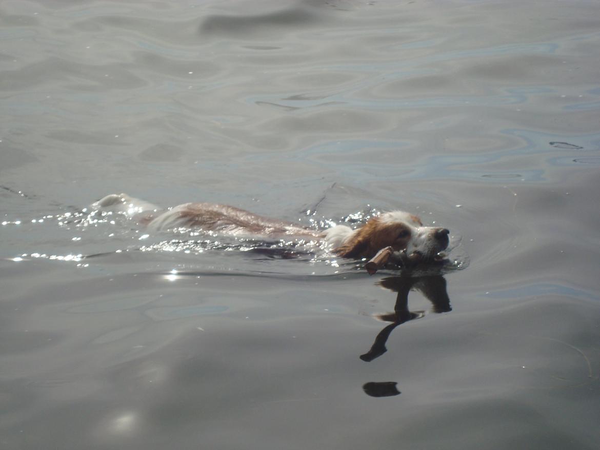 Kooikerhondje Diva billede 9