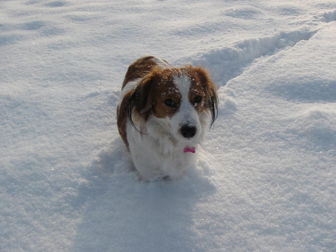 Kooikerhondje Diva billede 10